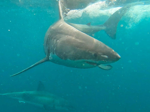 Shark Experience-布拉夫必去景点