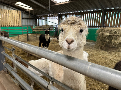 Walby Farm Park-Crosby on Eden必去景点