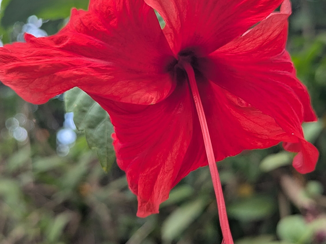 Shanthi Ayurveda Ashram-Palakkad必去景点