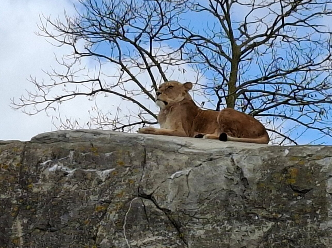 Wildlands Adventure Zoo Emmen-Emmen必去景点