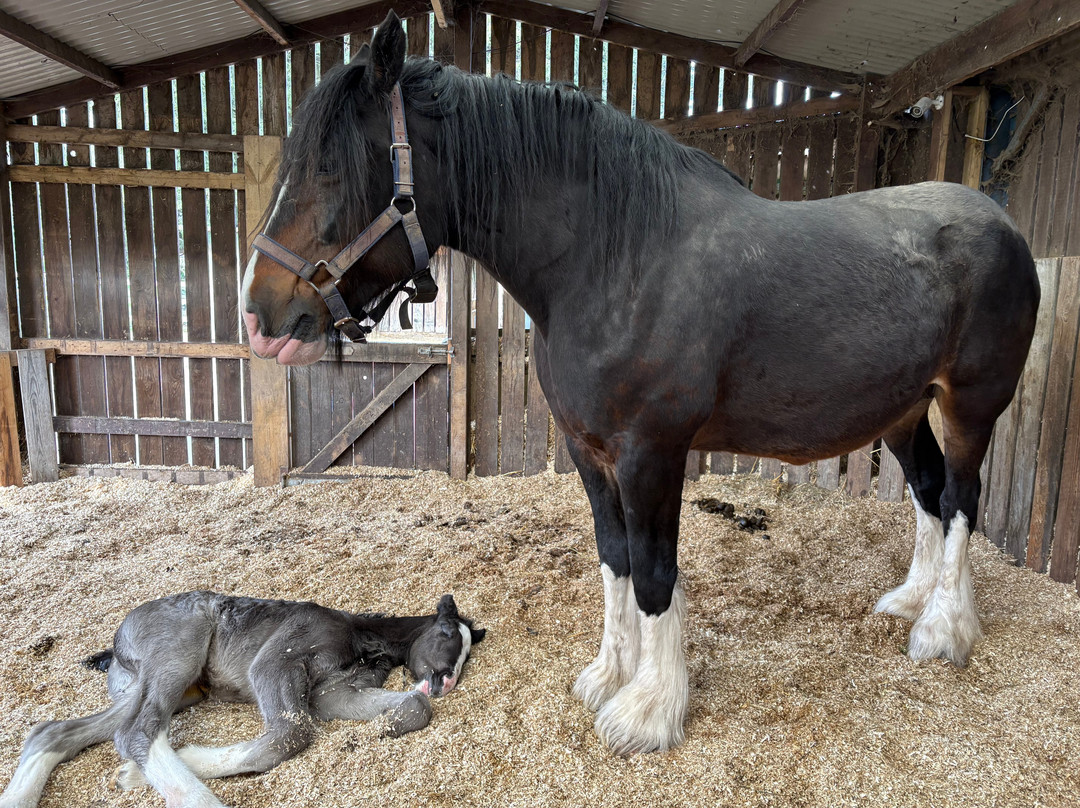 Ash End House Children's Farm-塔姆沃思必去景点