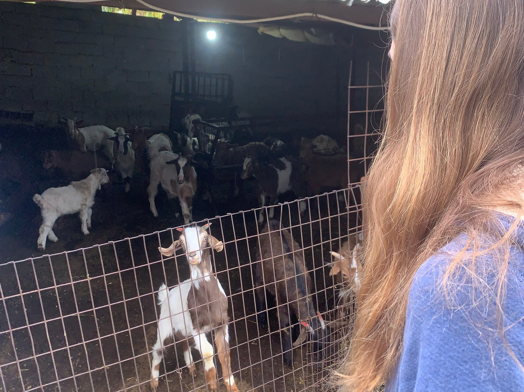 Sofie's Goat Farm-Argos必去景点