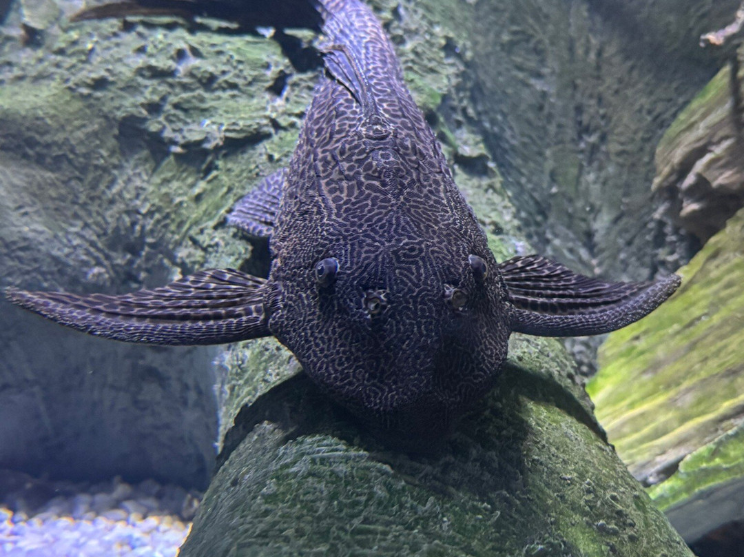 Fluviário de Mora-Cabecao必去景点