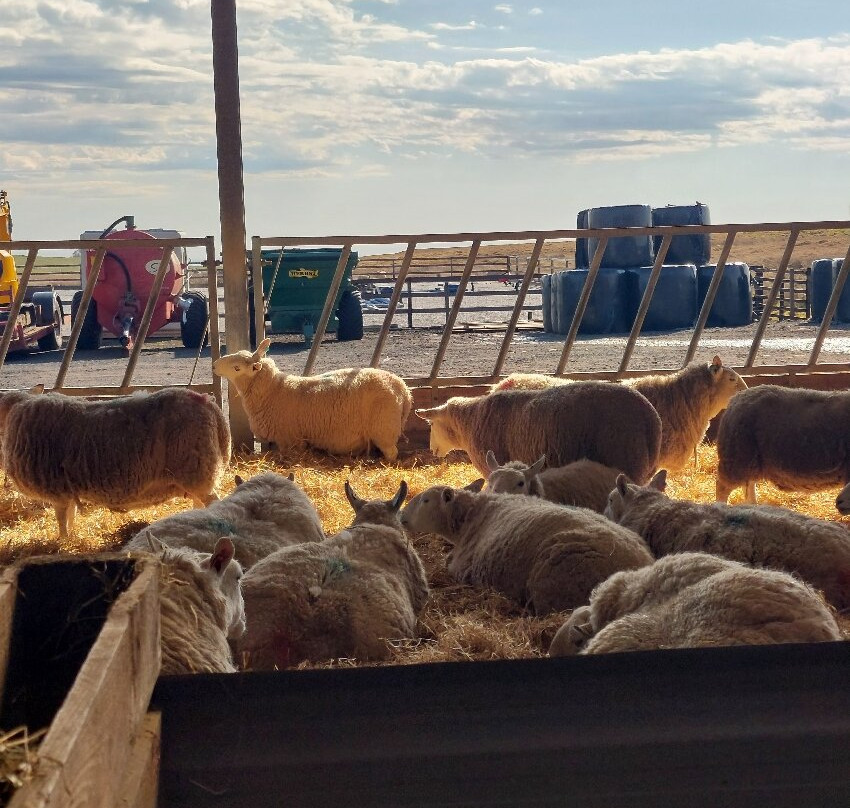 Kilmacolm Farm Tours-Cairncurran必去景点