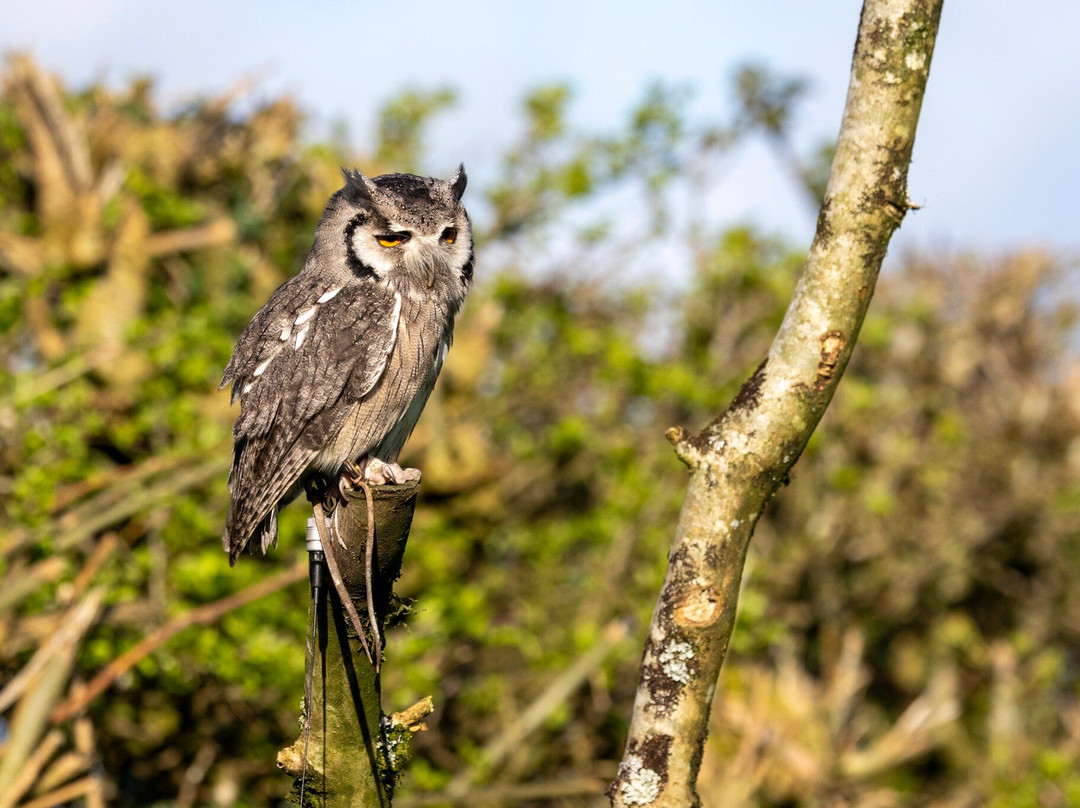 The British Bird of Prey Centre-喀麦登必去景点