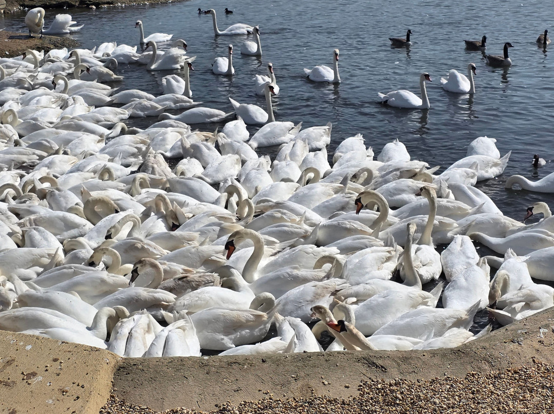 Abbotsbury Swannery-Abbotsbury必去景点