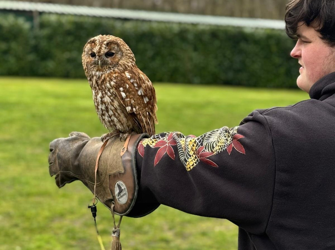 Cheshire Falconry-Northwich必去景点