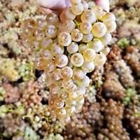 Seufert Winery-Dayton必去景点