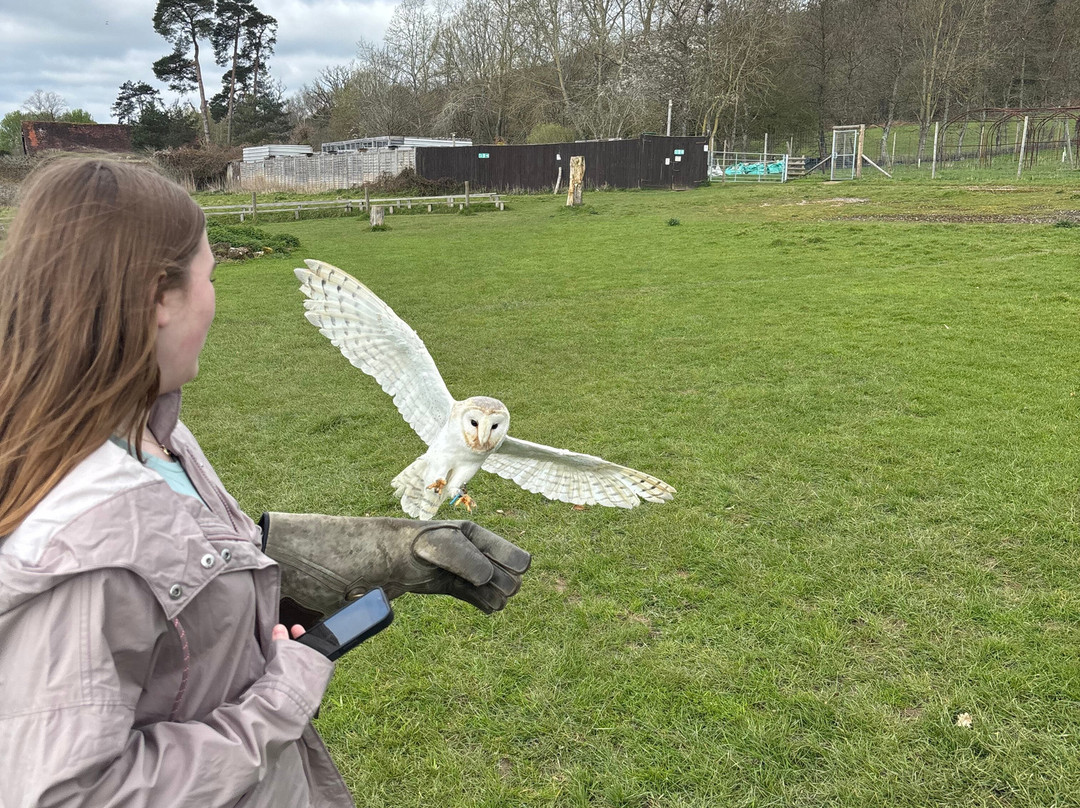 UK Owl And Raptor Centre-Groombridge必去景点