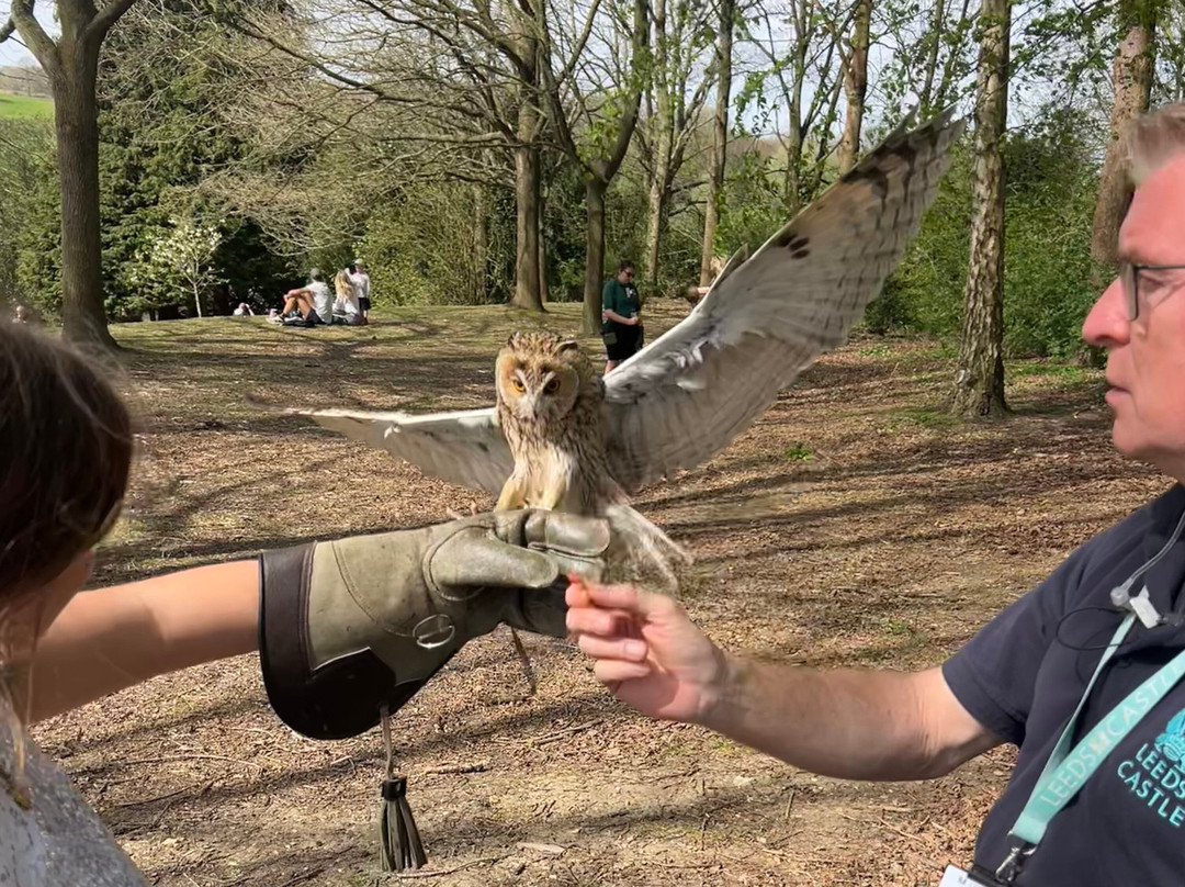 Leeds Castle Falconry Experiences-Leeds必去景点