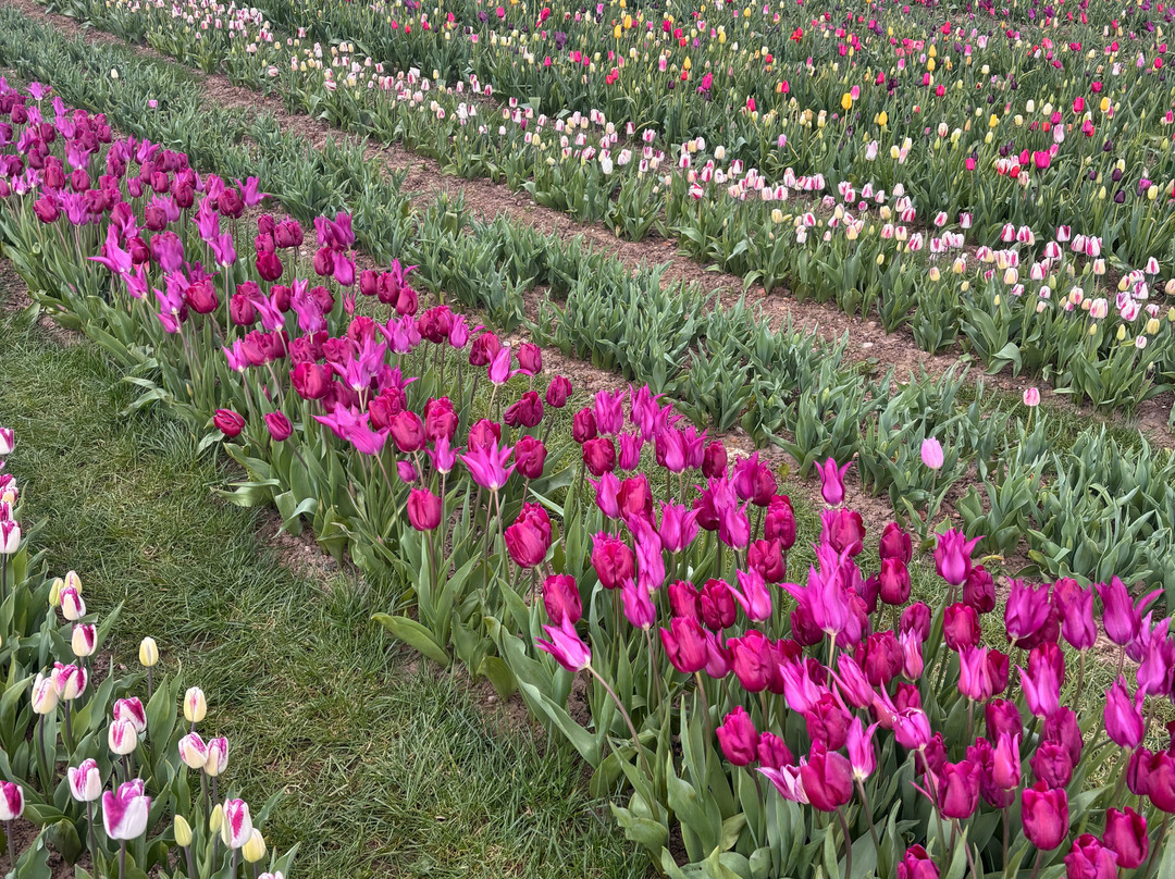 Tulleys Tulip Garden - Warwickshire-沃里克必去景点