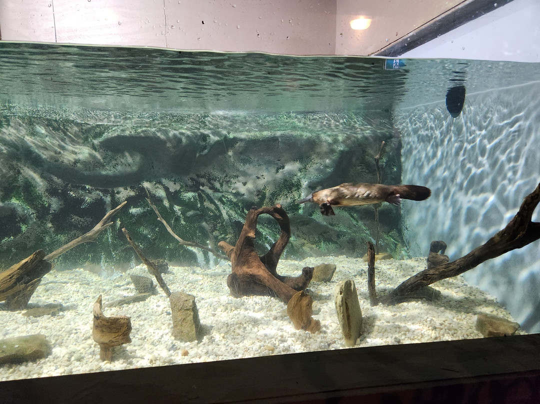 Platypus House-Beauty Point必去景点