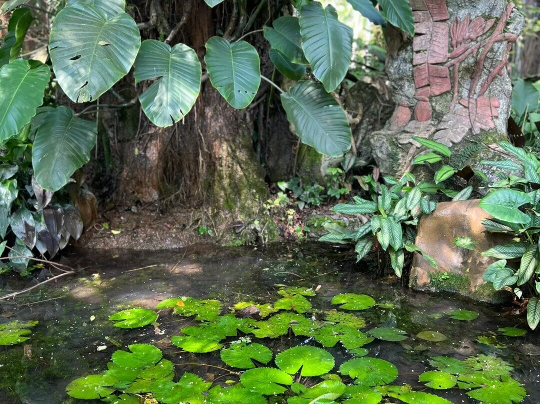 Xishuangbanna Tropical Botanical Gardens-勐腊县必去景点