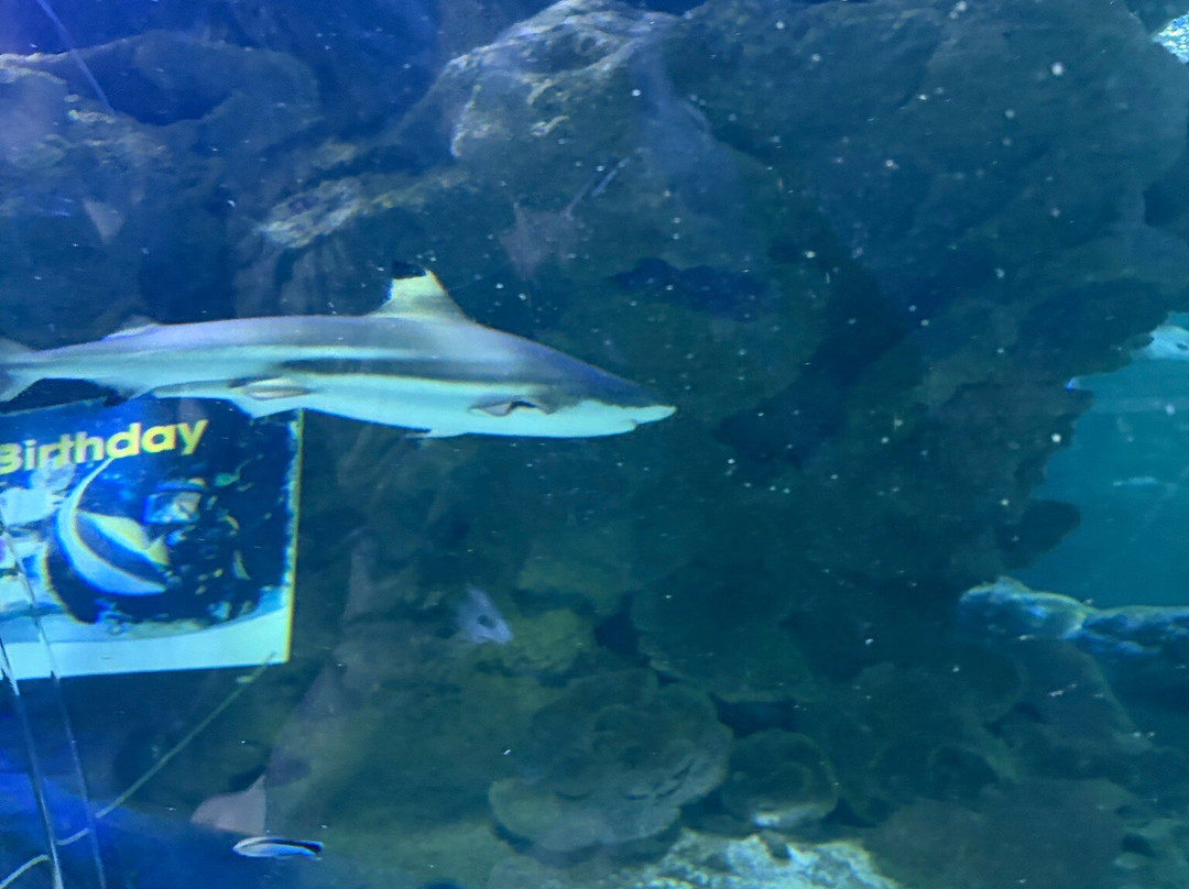 Blue Planet Aquarium-埃尔斯米尔港必去景点