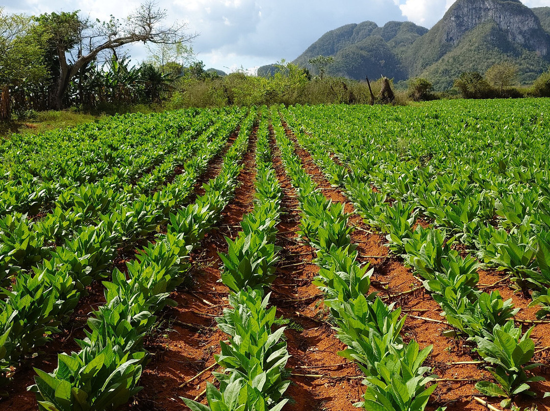 Authentic Tour Delivery-维纳勒斯必去景点
