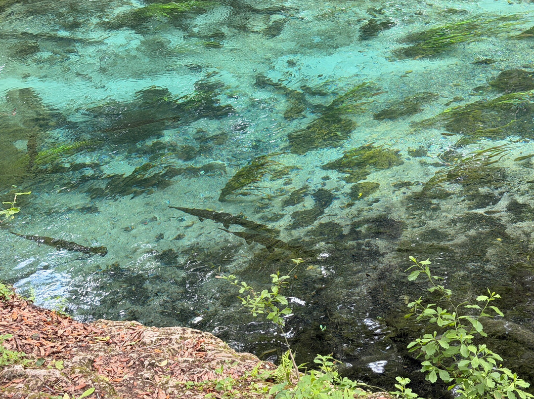 Ichetucknee Springs State Park-Fort White必去景点