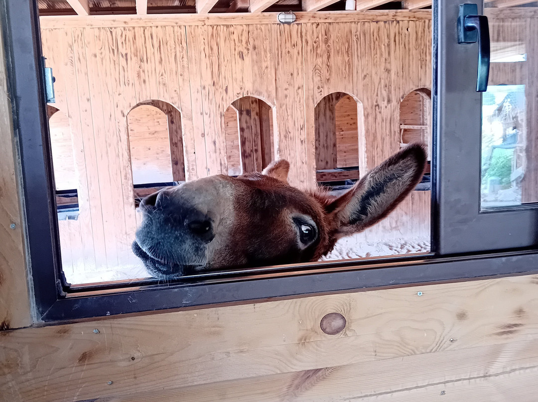 Happy Ears Donkey Sanctuary-Lachania必去景点