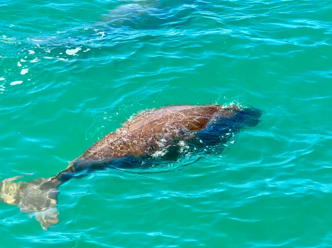 Perfect Nature Cruises-Monkey Mia必去景点