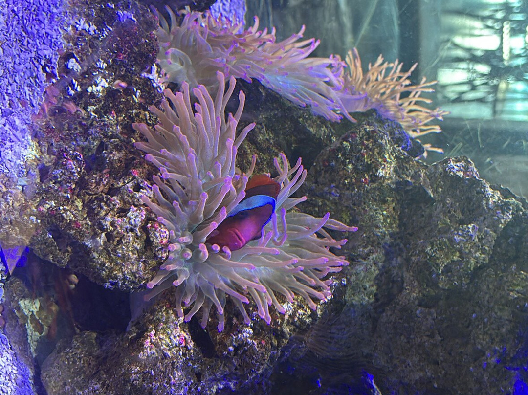 Ubatuba Aquarium-乌巴图巴必去景点