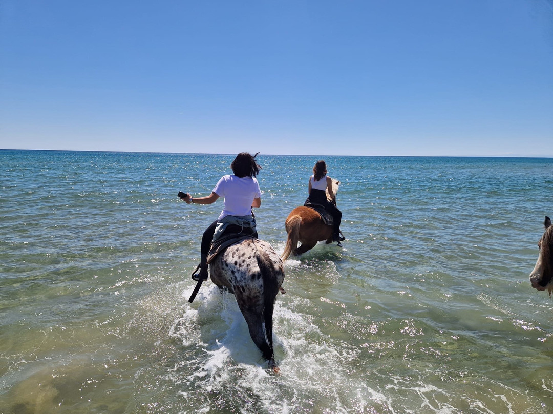Family Horses 373-5361953-Marina di Ginosa必去景点