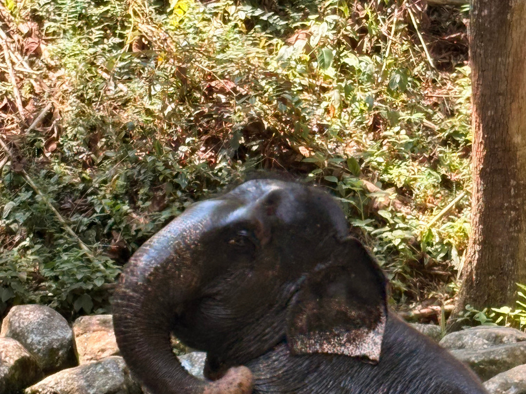 Phang Nga Elephant Park-攀牙必去景点