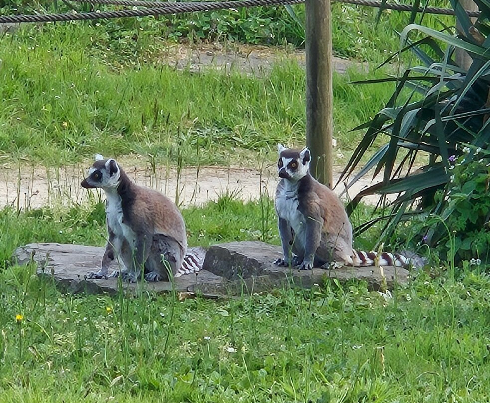 Zoo De Champrepus-Champrepus必去景点