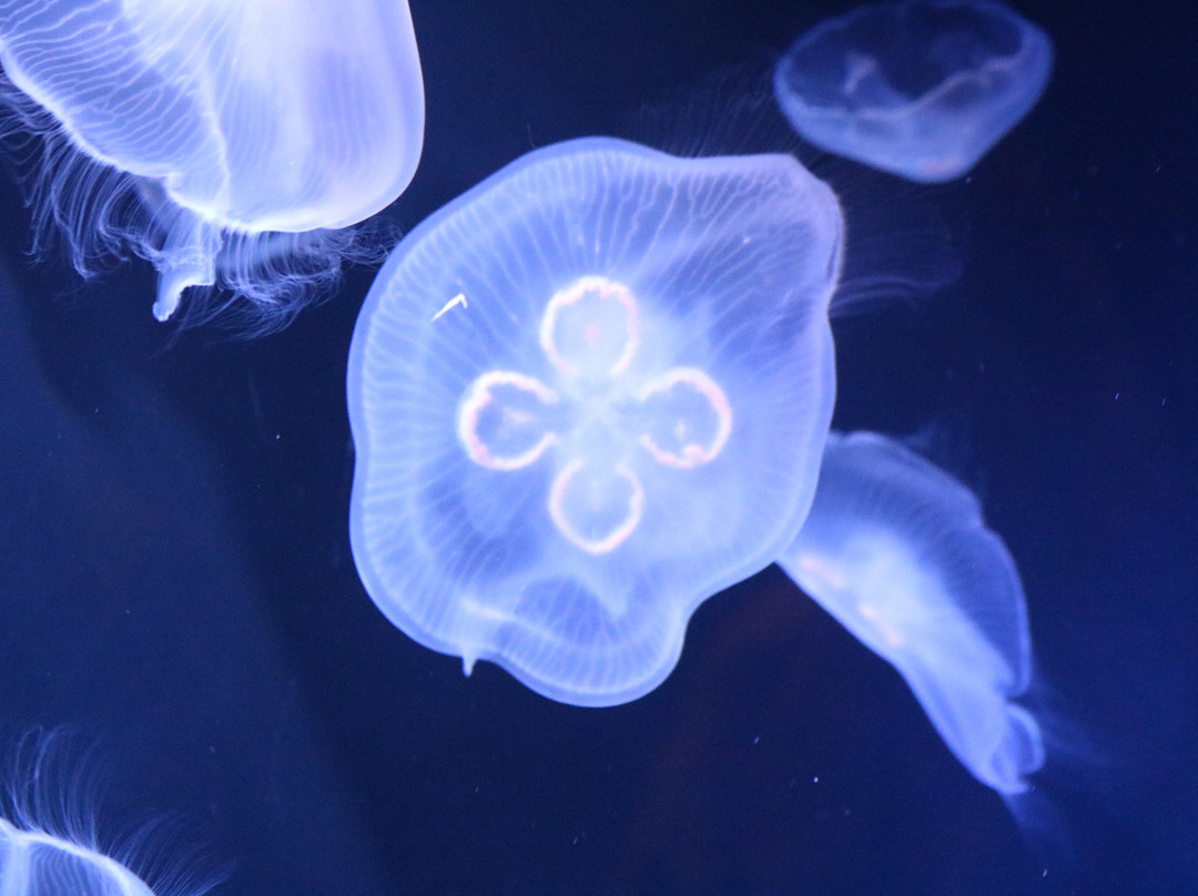 Mote Marine Laboratory & Aquarium-萨拉索塔必去景点