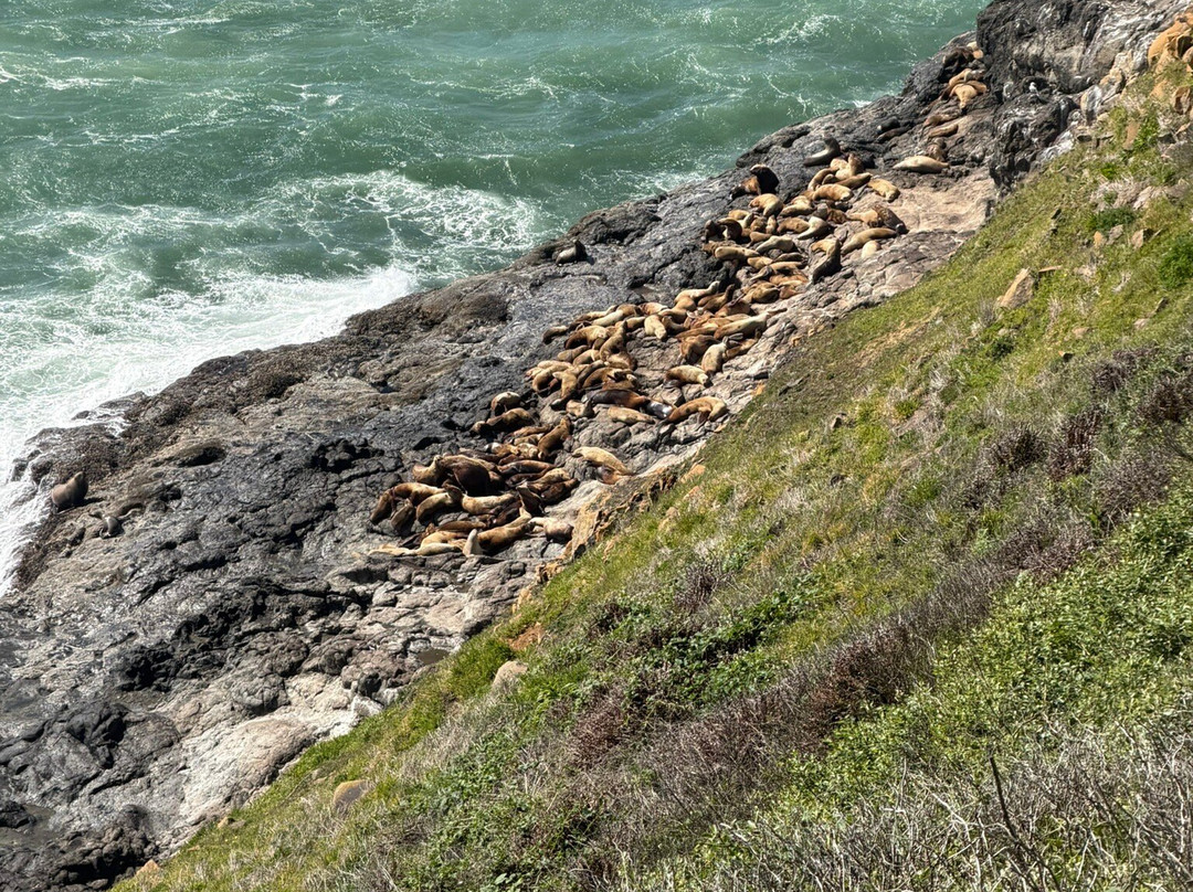 Sea Lion Caves-弗洛伦斯必去景点