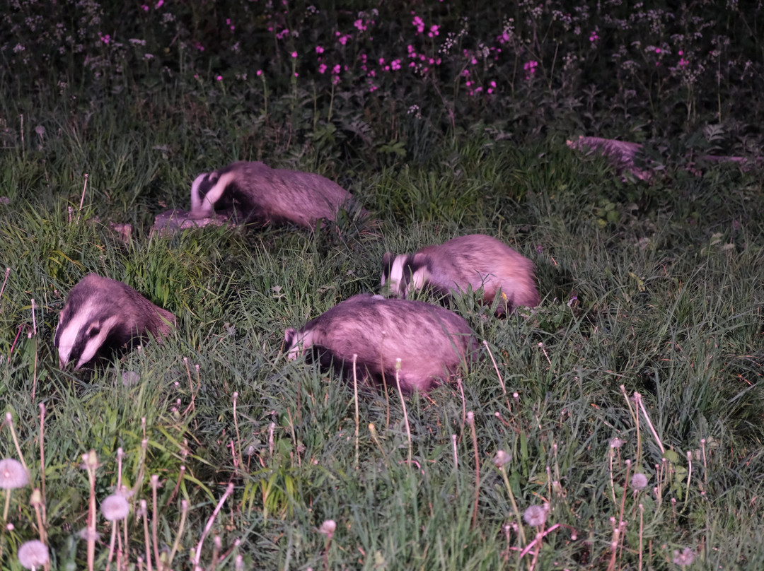 Badger Watch Dorset-Buckland Newton必去景点
