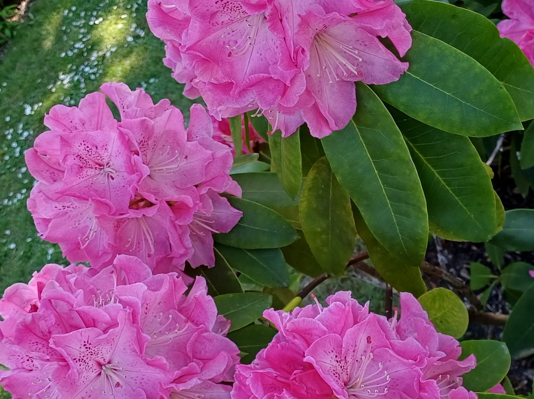 Parc Floral d'Apremont-Apremont-sur-Allier必去景点
