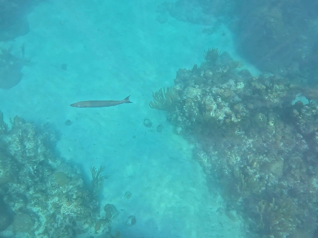 Islander Girl Snorkel &Tours-Tavernier必去景点