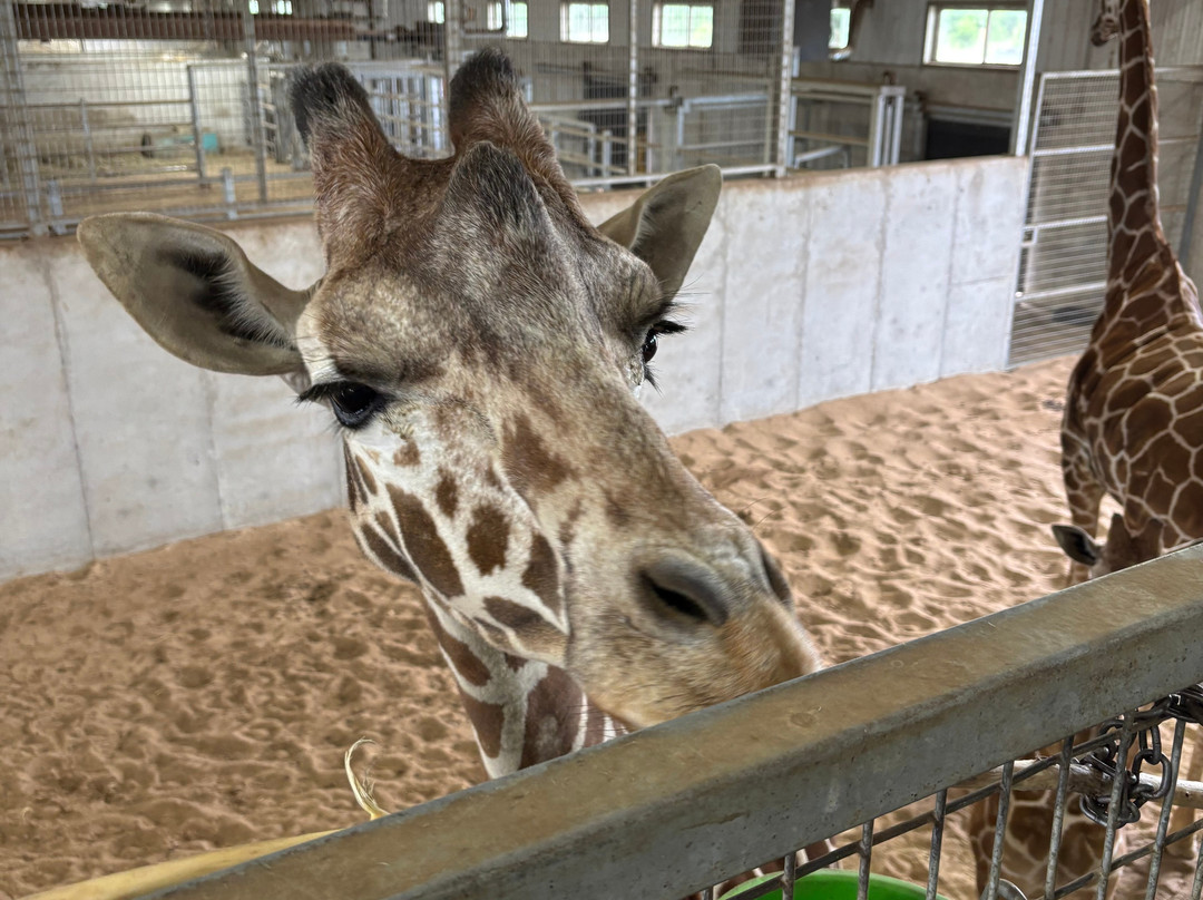 Tanganyika Wildlife Park-Goddard必去景点