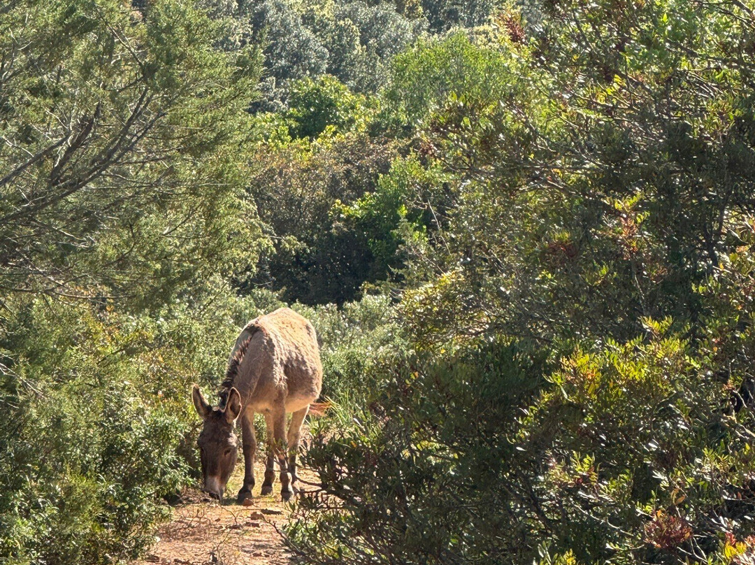 Best Sardinia Trips by Jebel Sardinia-奥罗塞必去景点