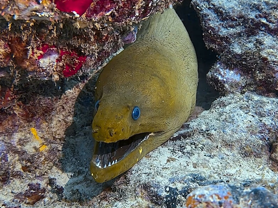 Aquanauts Grenada-True Blue必去景点