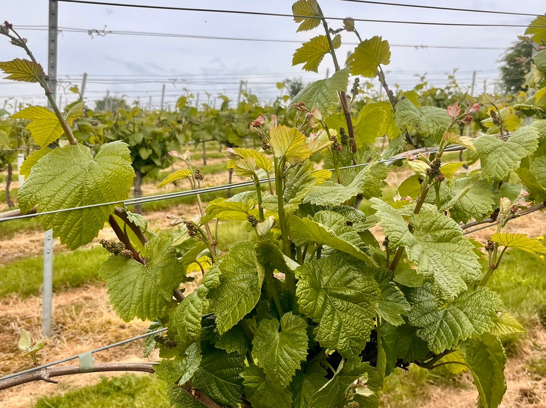 Alder Vineyard-Lewdown必去景点