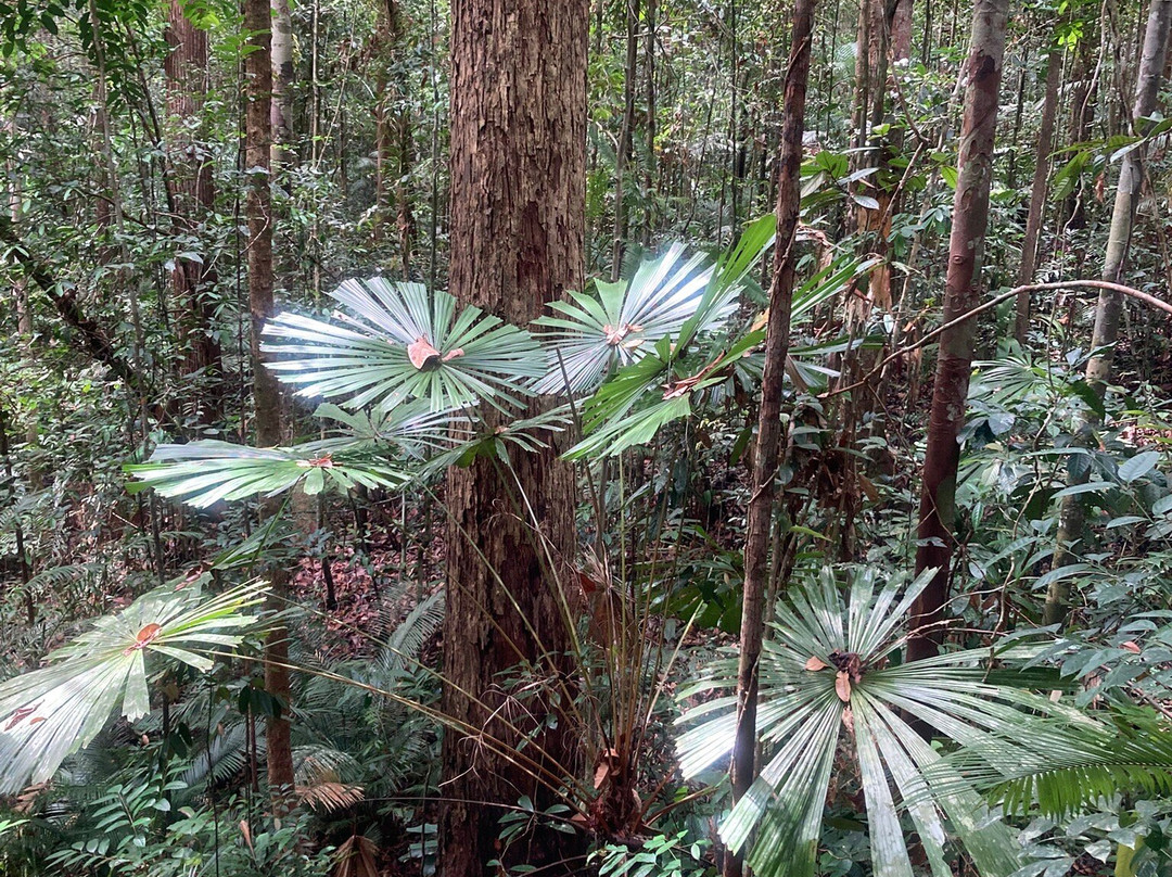 Lambir Hills National Park-美里必去景点
