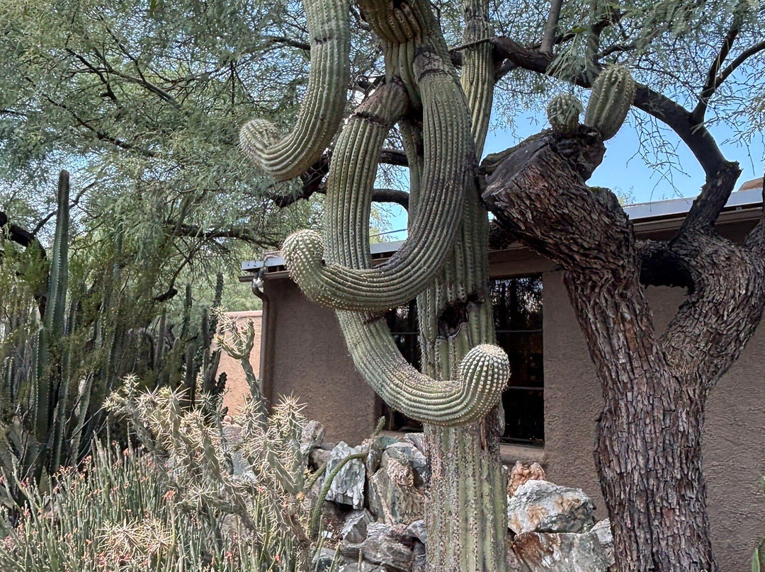 Tucson Botanical Gardens-图森必去景点