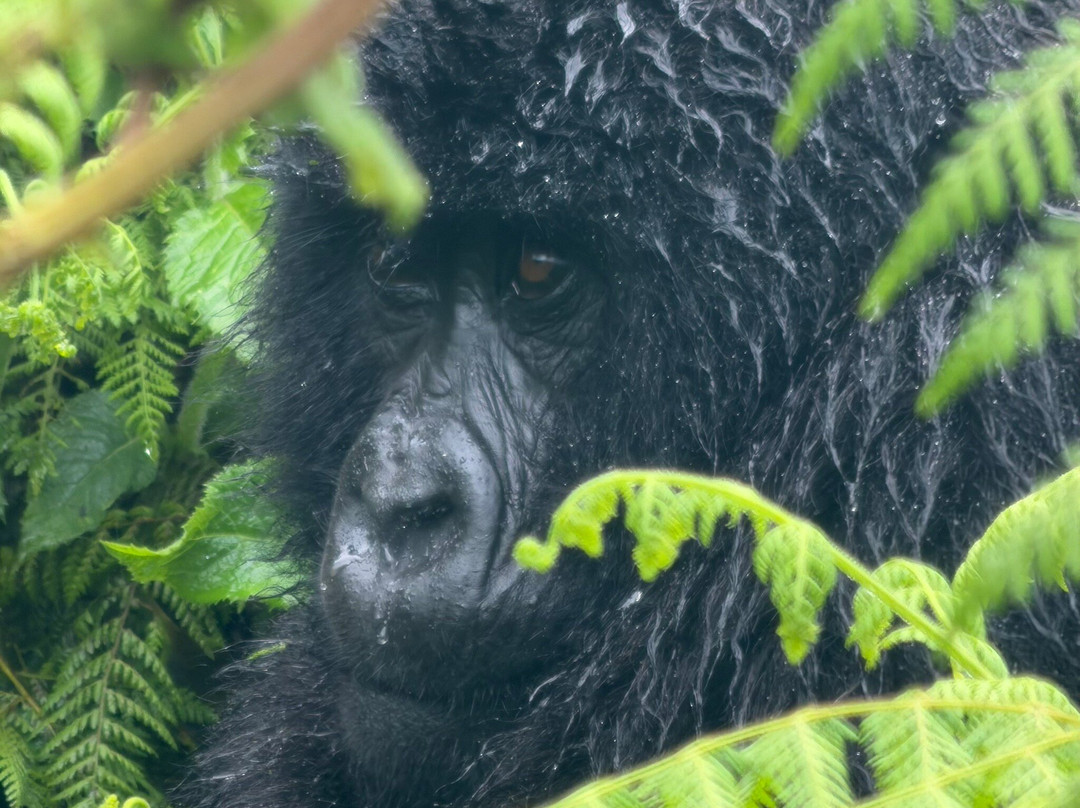 Volcanoes National Park Rwanda-Musanze District必去景点