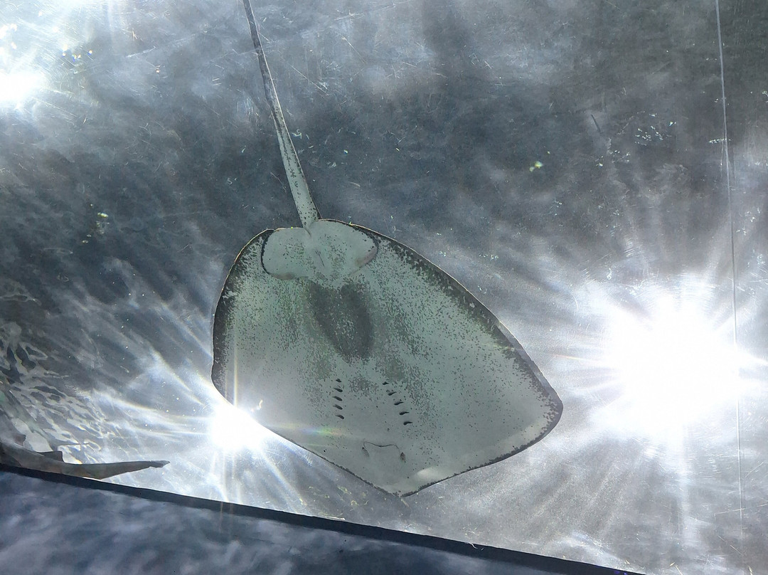 Acuario Michin Guadalajara-瓜达拉哈拉必去景点