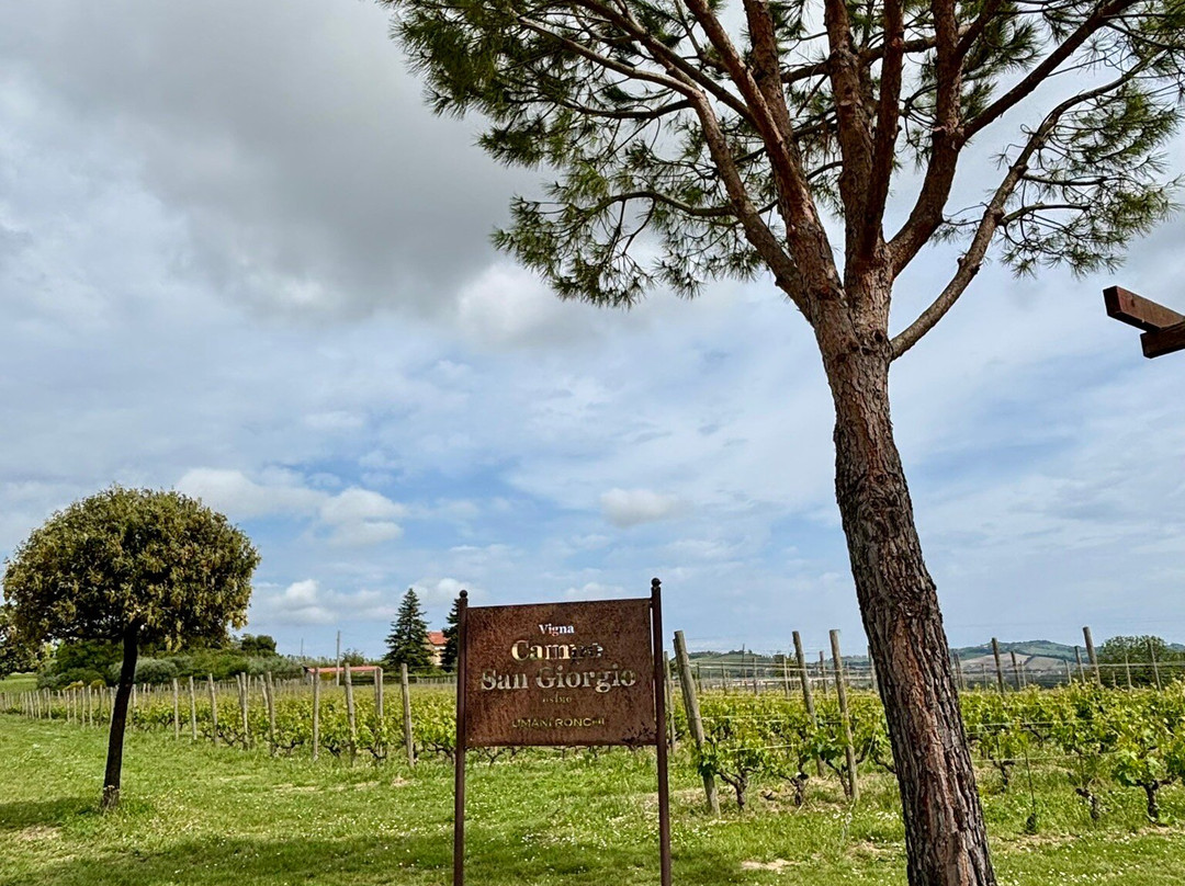 Umani Ronchi Winery-奥西莫必去景点
