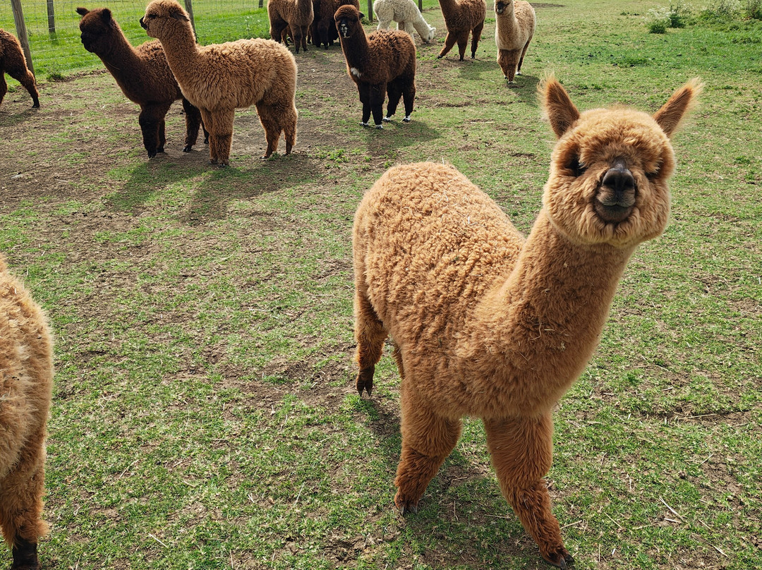 The Alpaca Centre at JandJ Alpacas-特伦特河畔纽瓦克必去景点