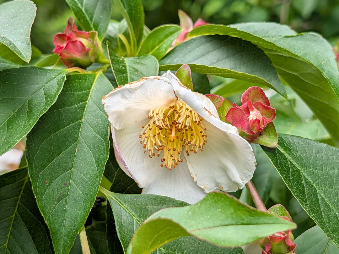The North Carolina Arboretum-阿什维尔必去景点