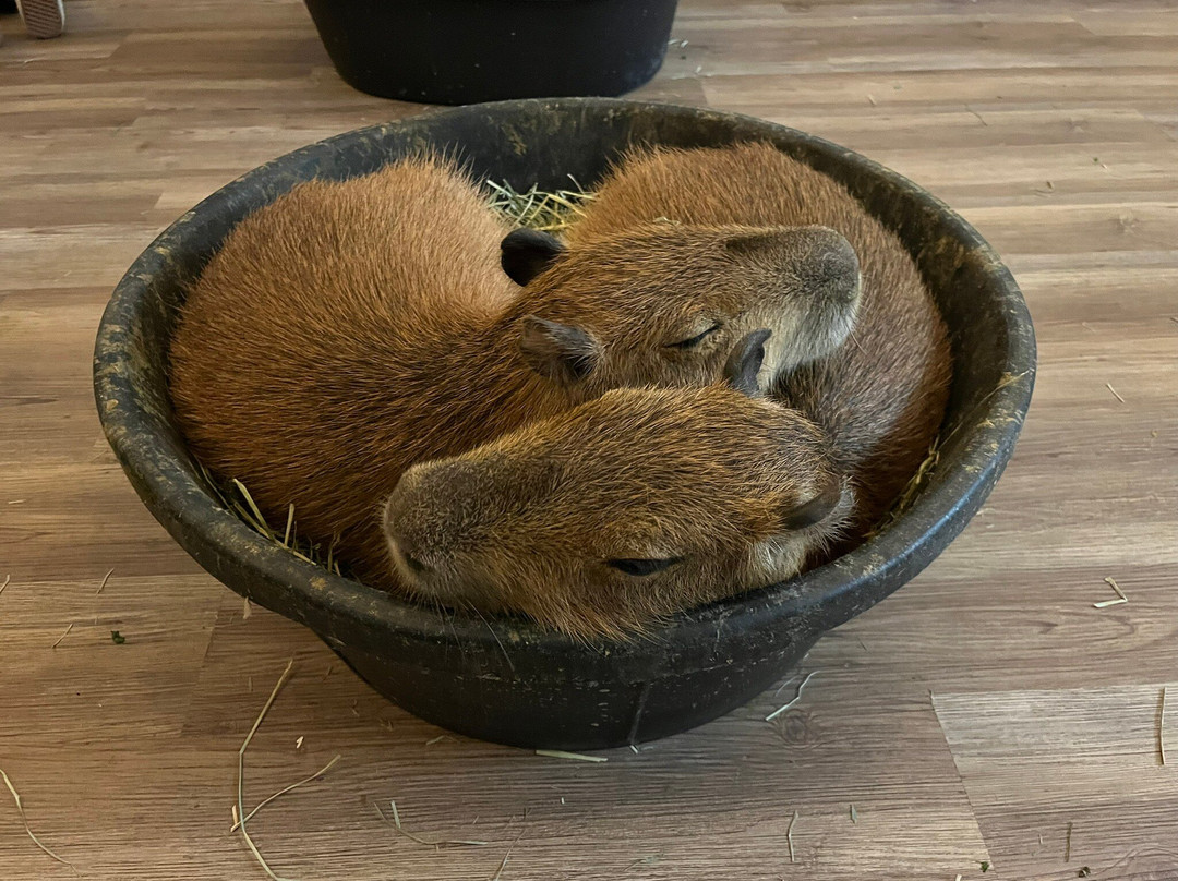 Capybara Cafe