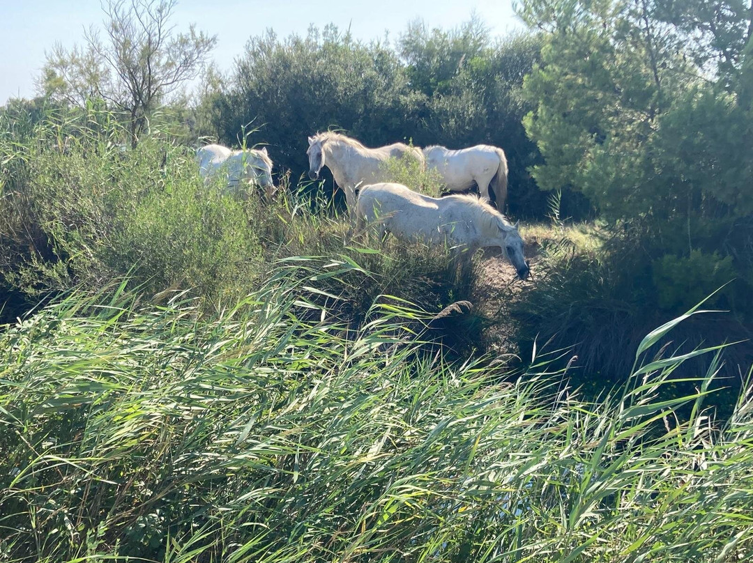 Safari Karine Cœur de Camargue