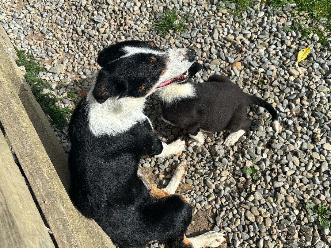 Irish Working Sheepdogs-基尔代尔郡必去景点