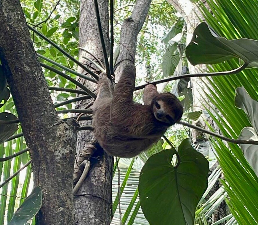 Sloth Point-Bocas del Toro必去景点