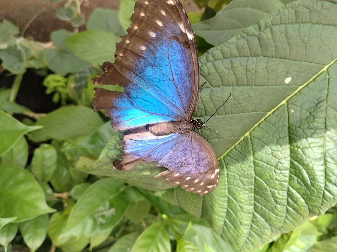 Stratford Butterfly Farm-埃文河畔斯特拉特福必去景点