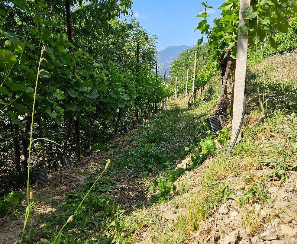 Weingut & Genusshotel Spitalerhof Superior主图