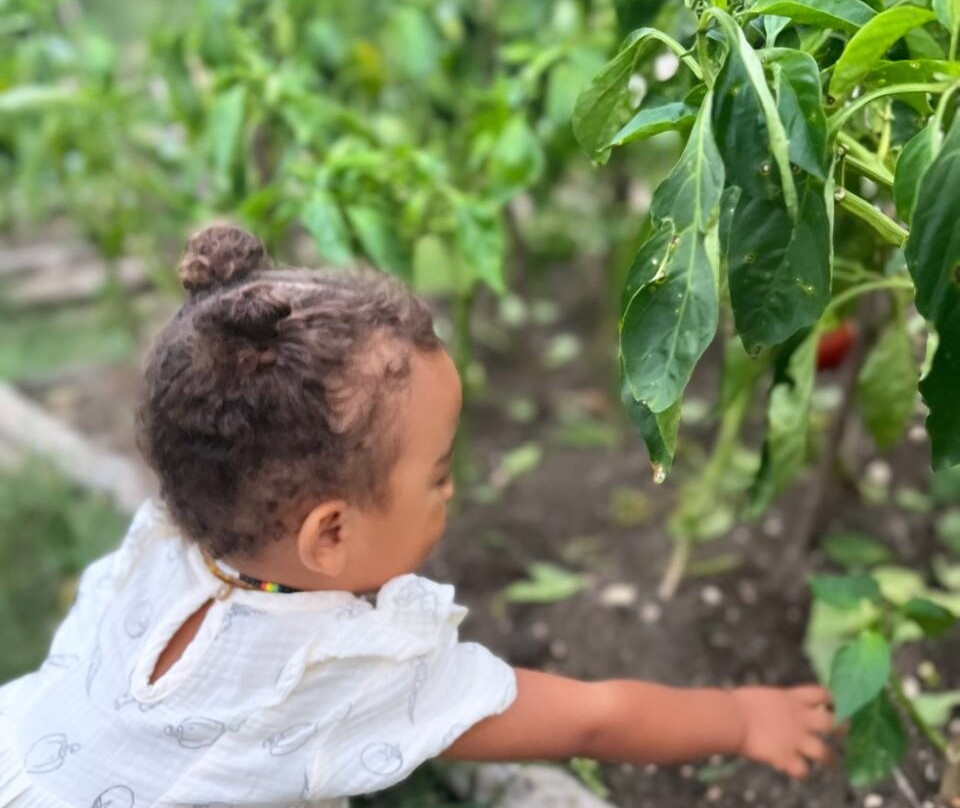 Tafara Farm Jamaica-Little London必去景点