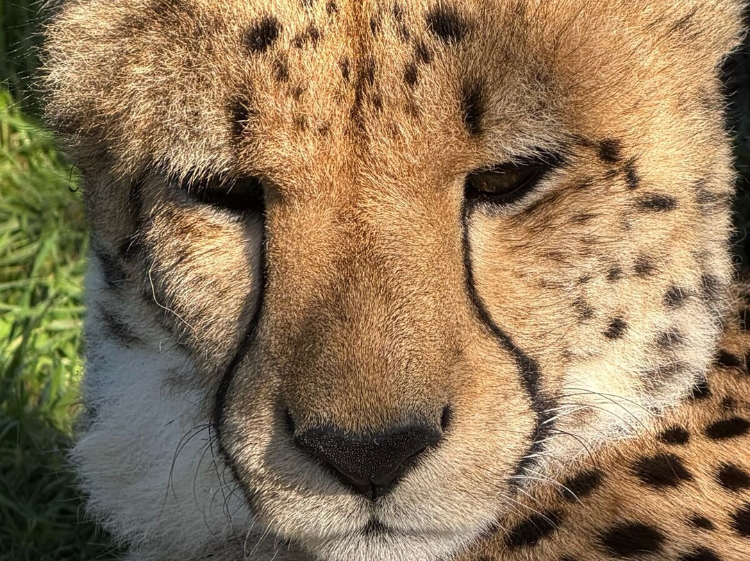 Cheetah Outreach - Somerset West-西索美塞必去景点